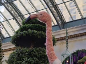 Flamingo's beak