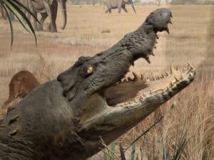 Crocodile jaws sculpture