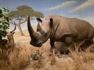Rhinoceros and deer sculpture
