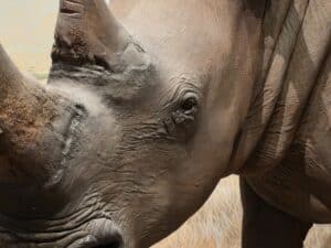 Rhinoceros eye zoomed in