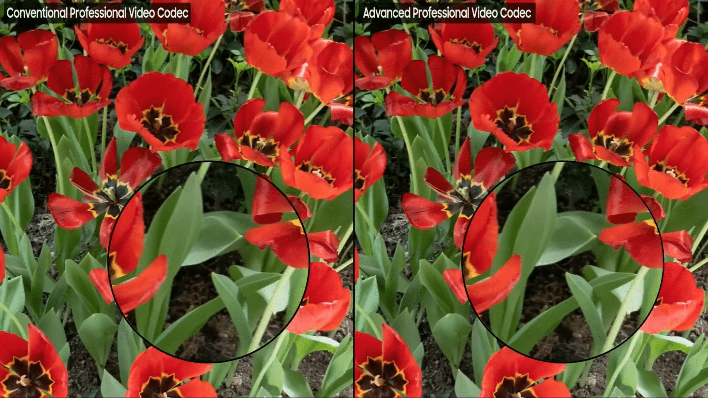 Standard Professional Codec vs APV Codec Standard Professional Codec vs APV Codec