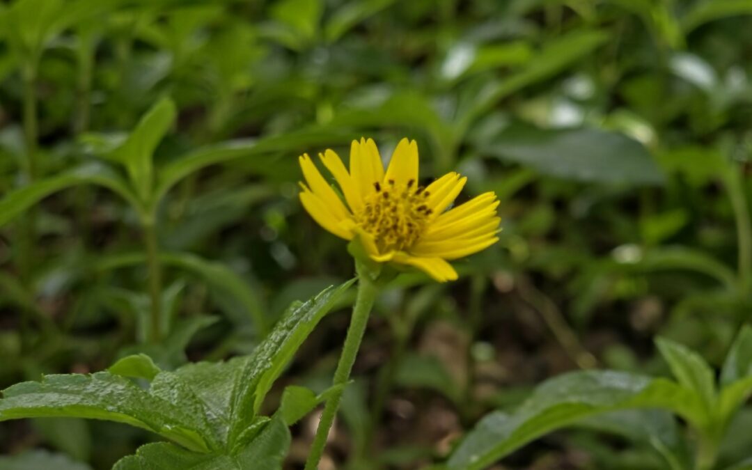 Galaxy S26 Ultra Offers Virtual Aperture Across all Lenses — But S25 Ultra Users Still Have Something